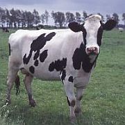 Kühe in Ostfriesland