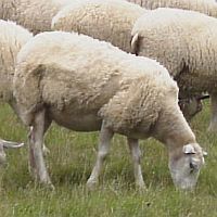 Schafe auf Weide