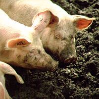 Schweine in Suhle
