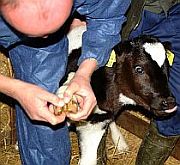 Kalb_Klaue