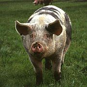 Ferkel