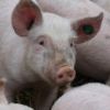 Schwein Bauernhofbesuch