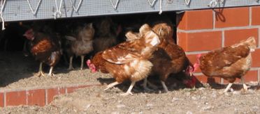 Hühner im Freiland